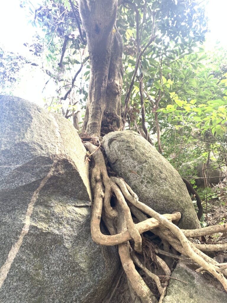 岩の間から成長を続ける木