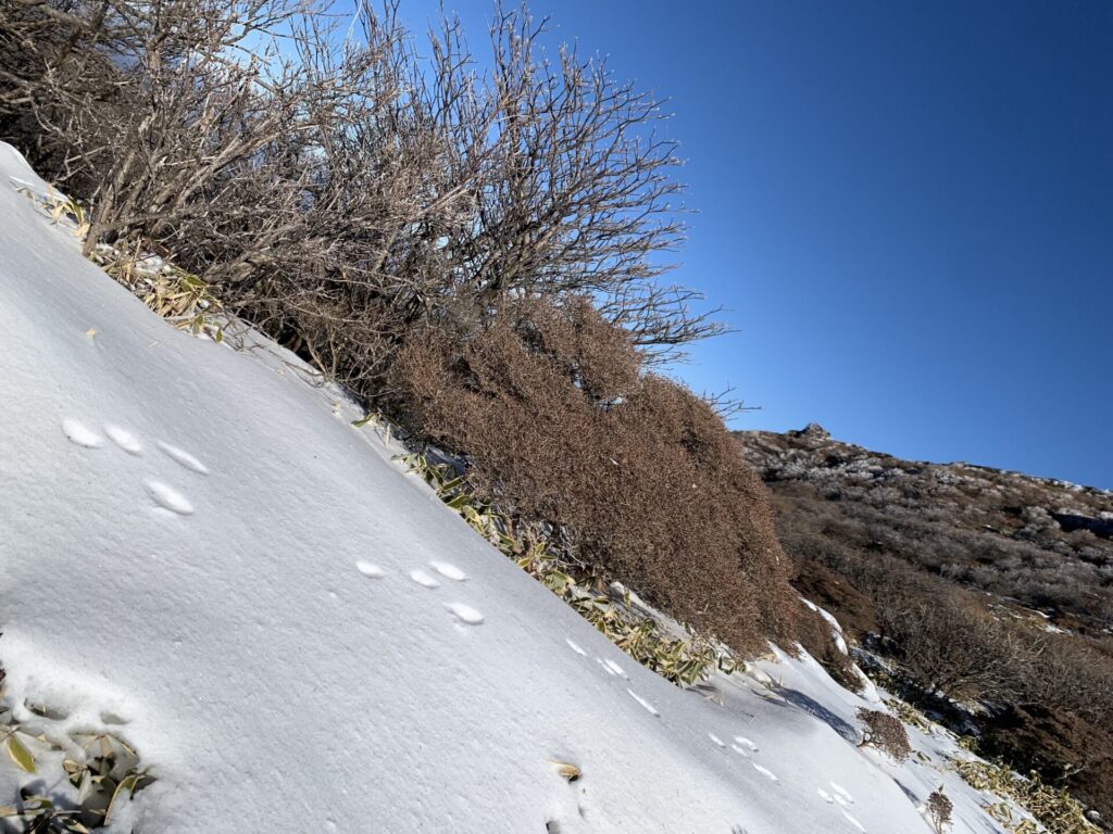 雪に小動物の足跡